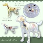 Anatomy of a Dog